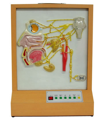 頭面部自主神經(jīng)分布電動(dòng)模型