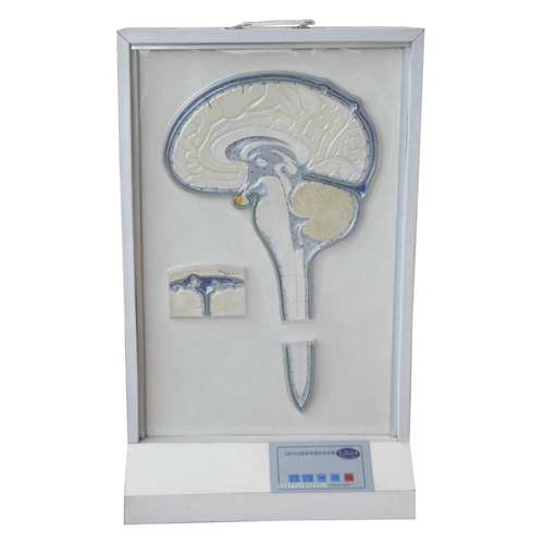 腦脊液循環(huán)電動(dòng)模型
