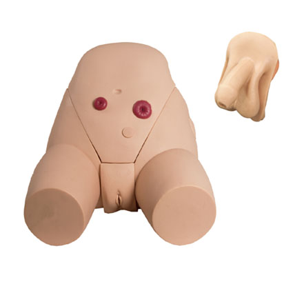 男、女導尿模型